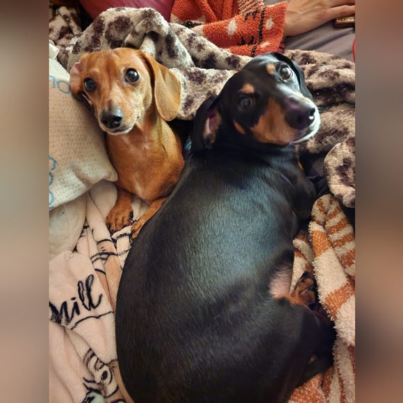 Meet your Posher, Freddy - Picture 4 of 6